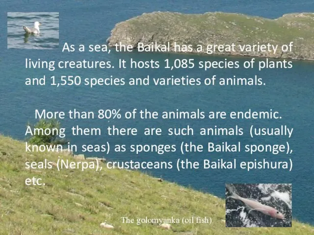 As a sea, the Baikal has a great variety of living creatures.