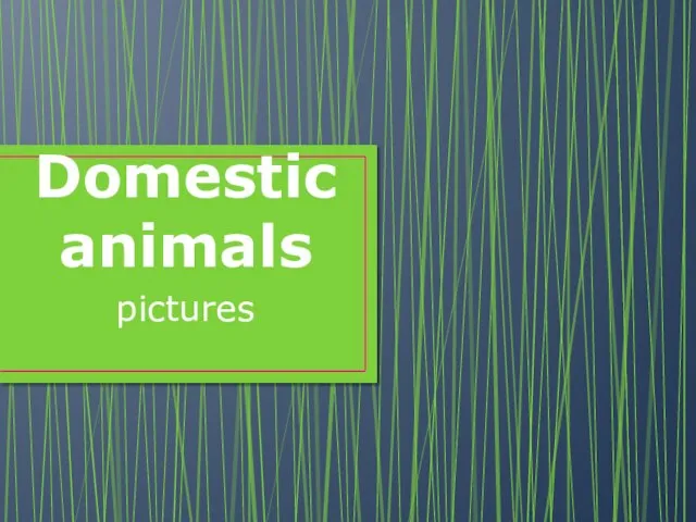 Domestic animals pictures