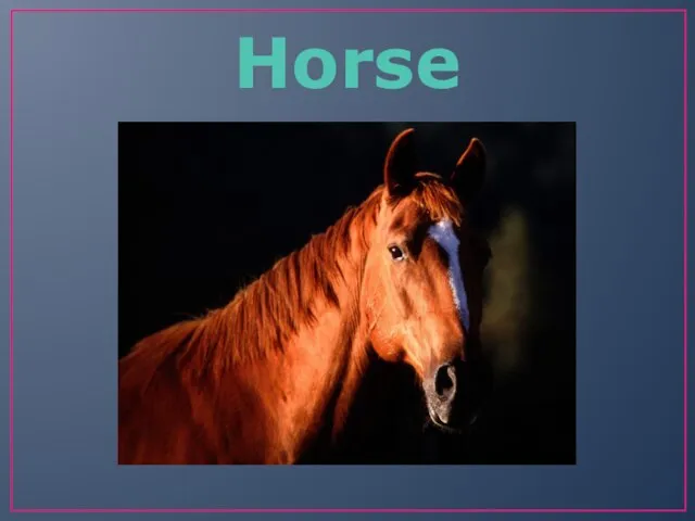 Horse