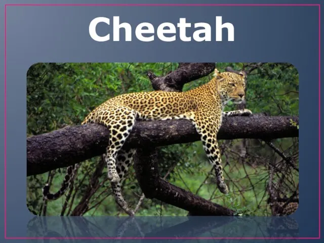 Cheetah