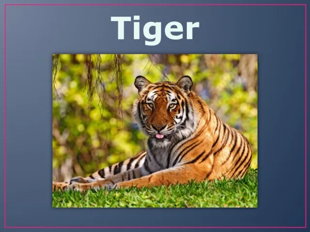 Tiger