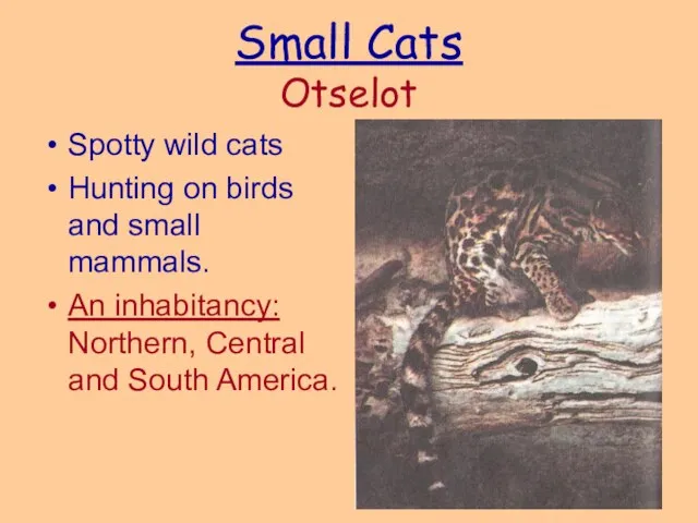 Small Cats Otselot Spotty wild cats Hunting on birds and small mammals.