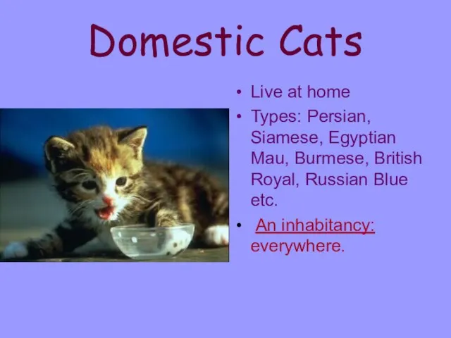 Domestic Cats Live at home Types: Persian, Siamese, Egyptian Mau, Burmese, British