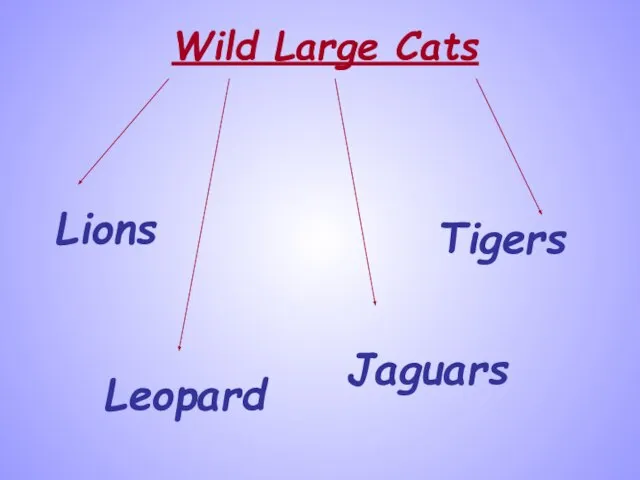 Wild Large Cats Lions Tigers Leopard Jaguars