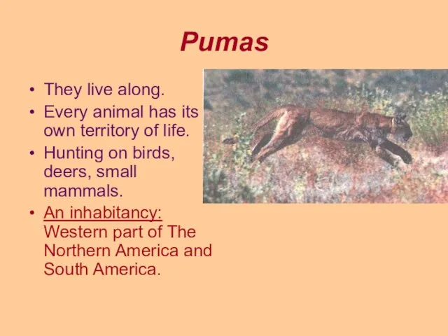 Pumas They live along. Every animal has its own territory of life.