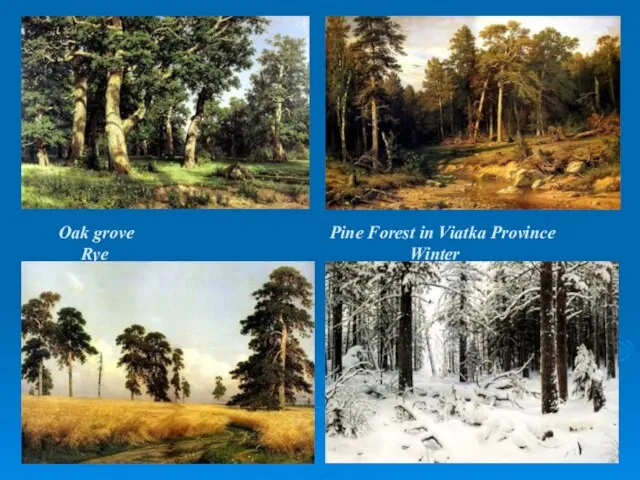 Oak grove Pine Forest in Viatka Province Rye Winter