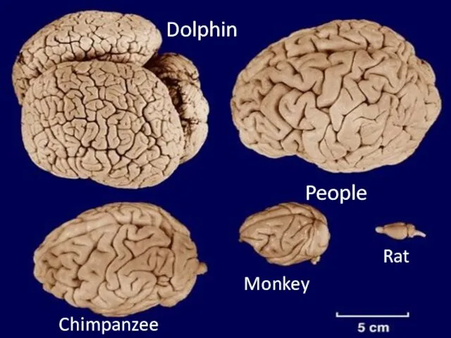 Dolphin People Chimpanzee Monkey Rat