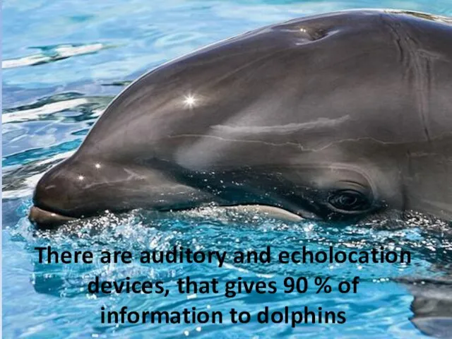 There are auditory and echolocation devices, that gives 90 % of information to dolphins