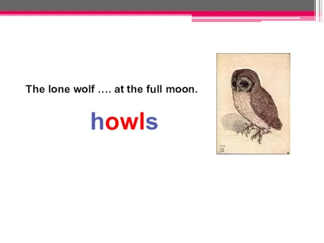 The lone wolf …. at the full moon. howls