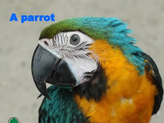 A parrot