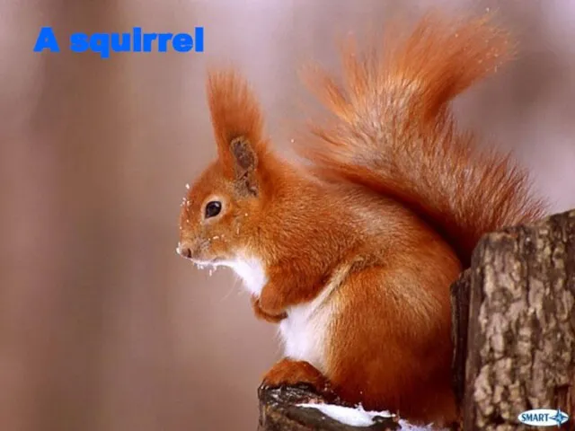 A squirrel