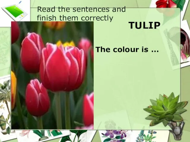 TULIP The colour is ... Read the sentences and finish them correctly