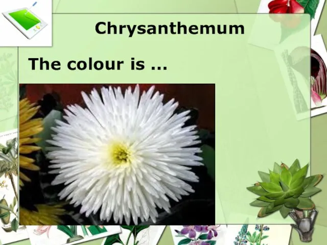 Chrysanthemum The colour is ...