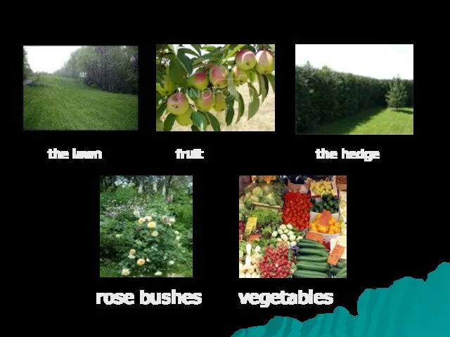 the lawn fruit the hedge rose bushes vegetables