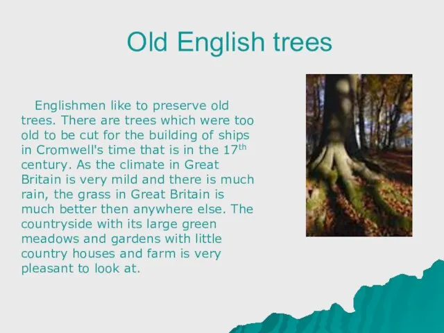 Old English trees Englishmen like to preserve old trees. There are trees
