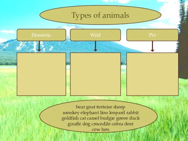 Domestic Wild Pet Types of animals bear goat tortoise sheep monkey elephant