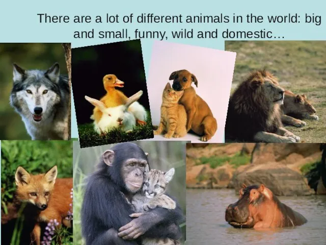 There are a lot of different animals in the world: big and