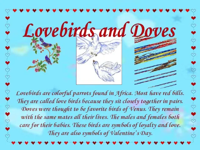 Lovebirds are colorful parrots found in Africa. Most have red bills. They