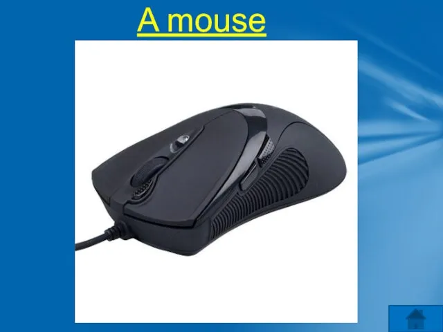 A mouse