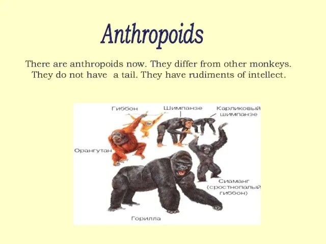 There are anthropoids now. They differ from other monkeys. They do not