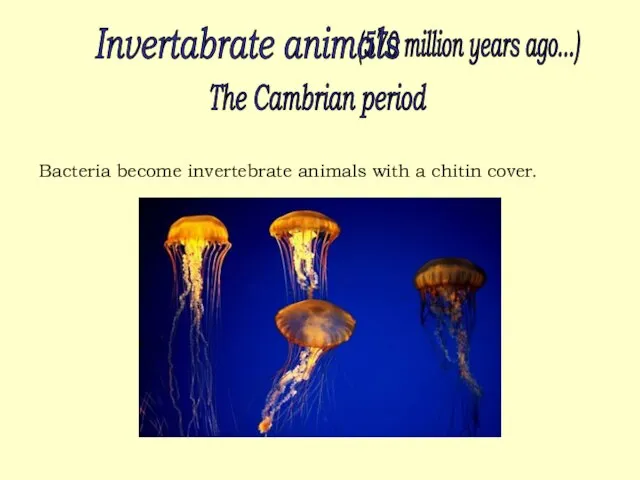 (570 million years ago...) Invertabrate animals The Cambrian period Bacteria become invertebrate