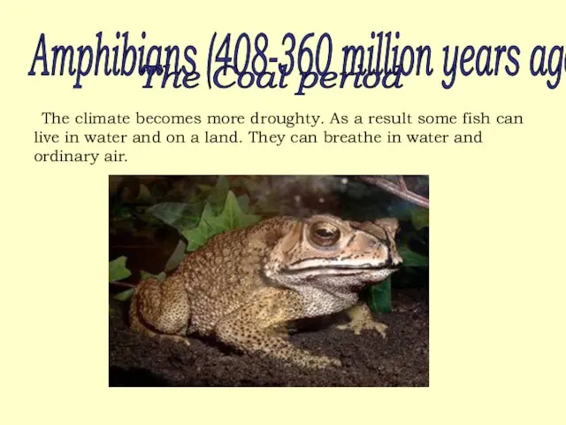 Amphibians (408-360 million years ago ...). The Coal period The climate becomes