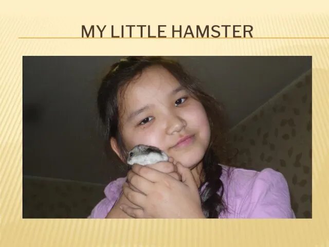 My little hamster