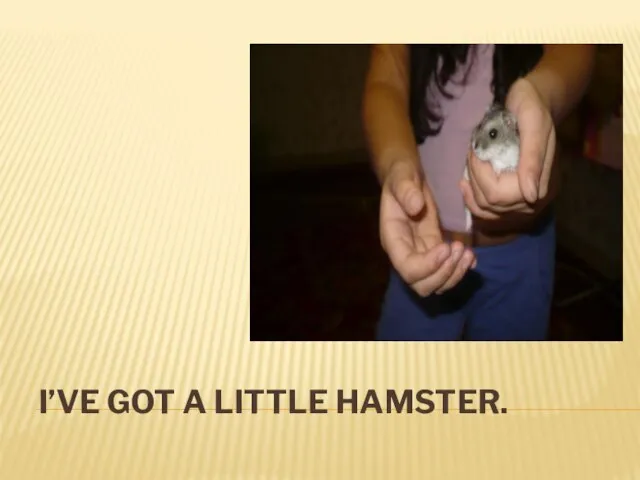 I’ve got a little hamster.