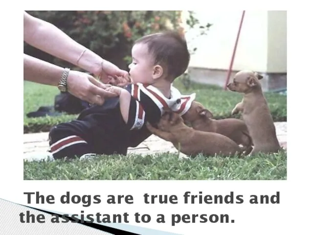 The dogs are true friends and the assistant to a person.