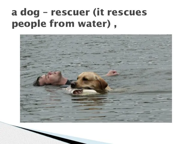 a dog – rescuer (it rescues people from water) ,