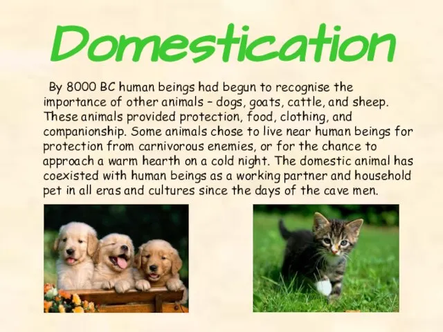 Domestication By 8000 BC human beings had begun to recognise the importance