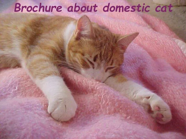 Brochure about domestic cat