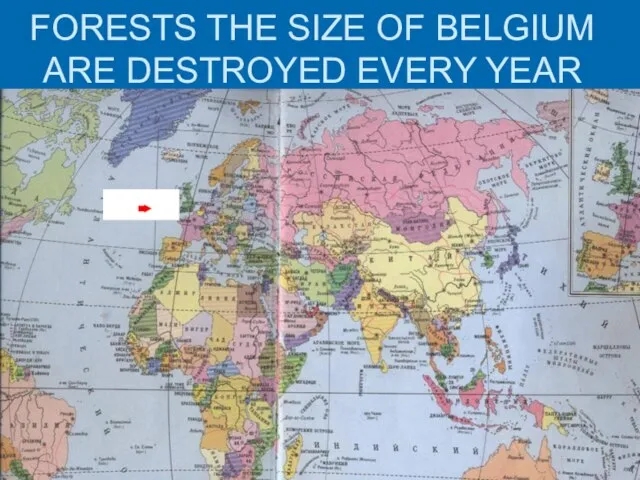 FORESTS THE SIZE OF BELGIUM ARE DESTROYED EVERY YEAR