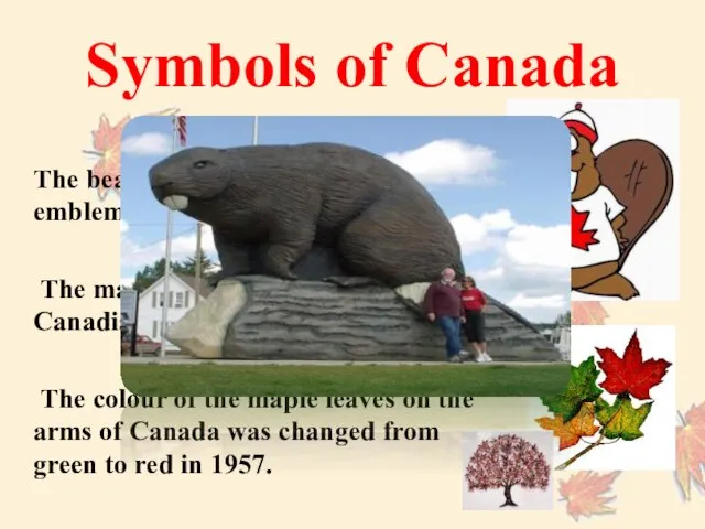 Symbols of Canada The beaver attained official status as an emblem of