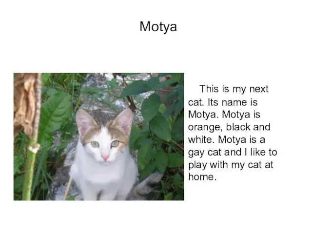 Motya This is my next cat. Its name is Motya. Motya is