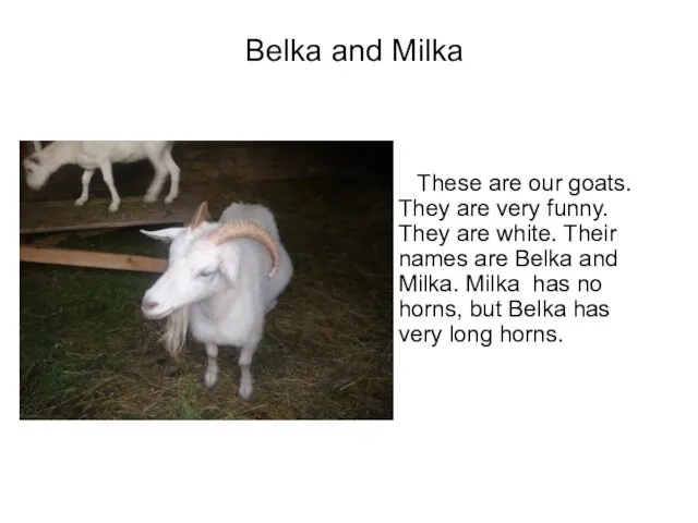 Belka and Milka These are our goats. They are very funny. They