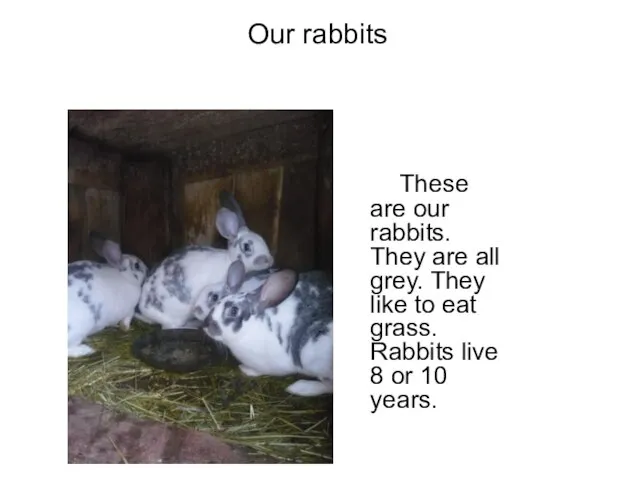 Our rabbits These are our rabbits. They are all grey. They like