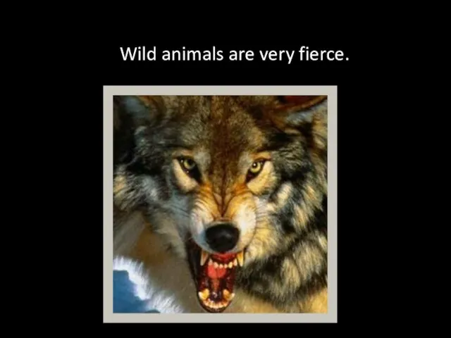 Wild animals are very fierce.