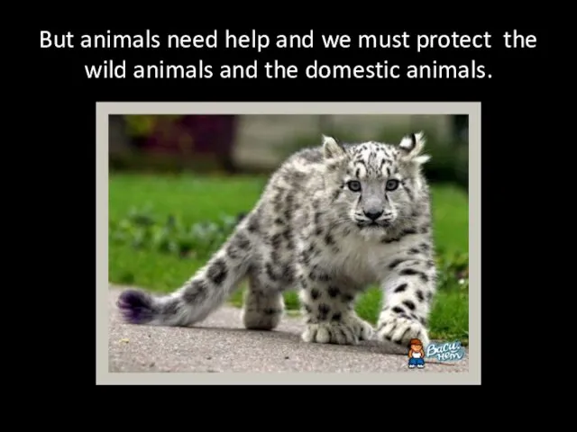 But animals need help and we must protect the wild animals and the domestic animals.