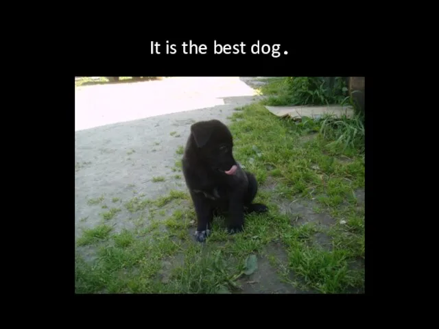 It is the best dog .