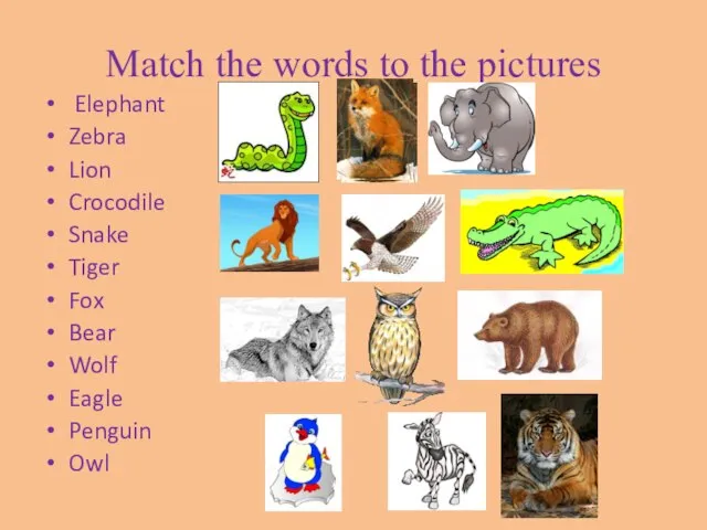 Match the words to the pictures Elephant Zebra Lion Crocodile Snake Tiger