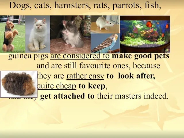 Dogs, cats, hamsters, rats, parrots, fish, guinea pigs are considered to make