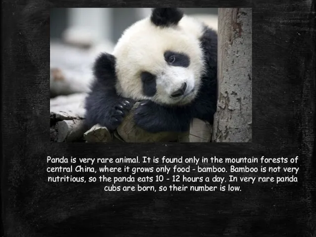 Panda is very rare animal. It is found only in the mountain