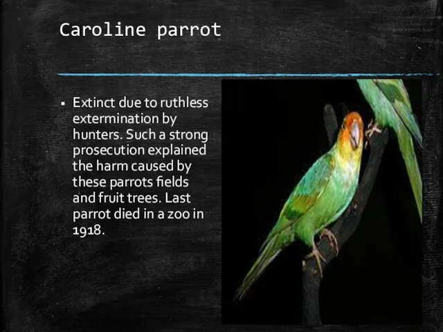 Caroline parrot Extinct due to ruthless extermination by hunters. Such a strong