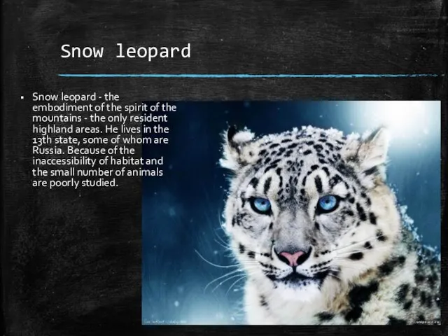 Snow leopard Snow leopard - the embodiment of the spirit of the
