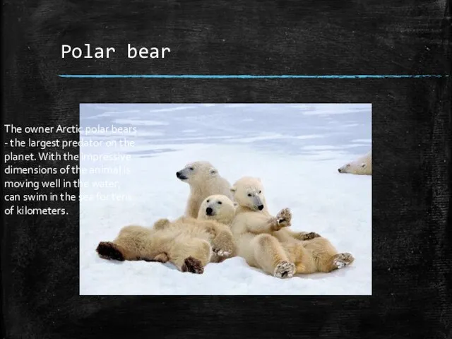 Polar bear The owner Arctic polar bears - the largest predator on
