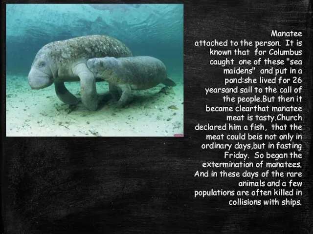 Manatee attached to the person. It is known that for Columbus caught