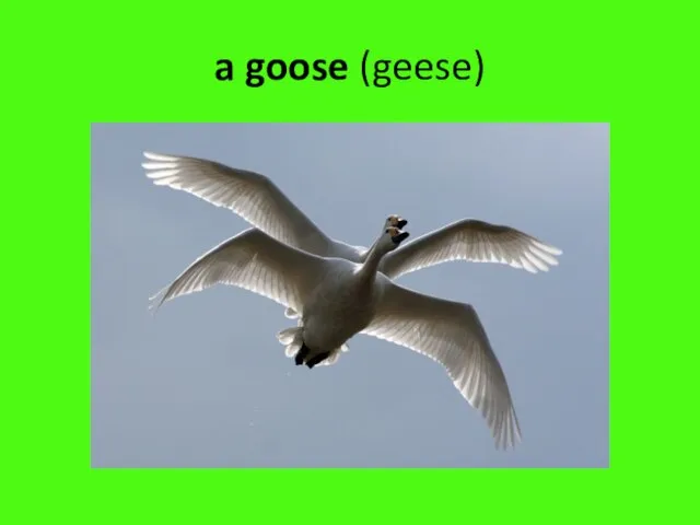 a goose (geese)