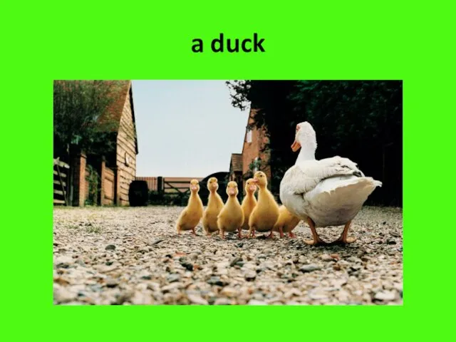 a duck