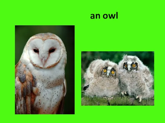 an owl